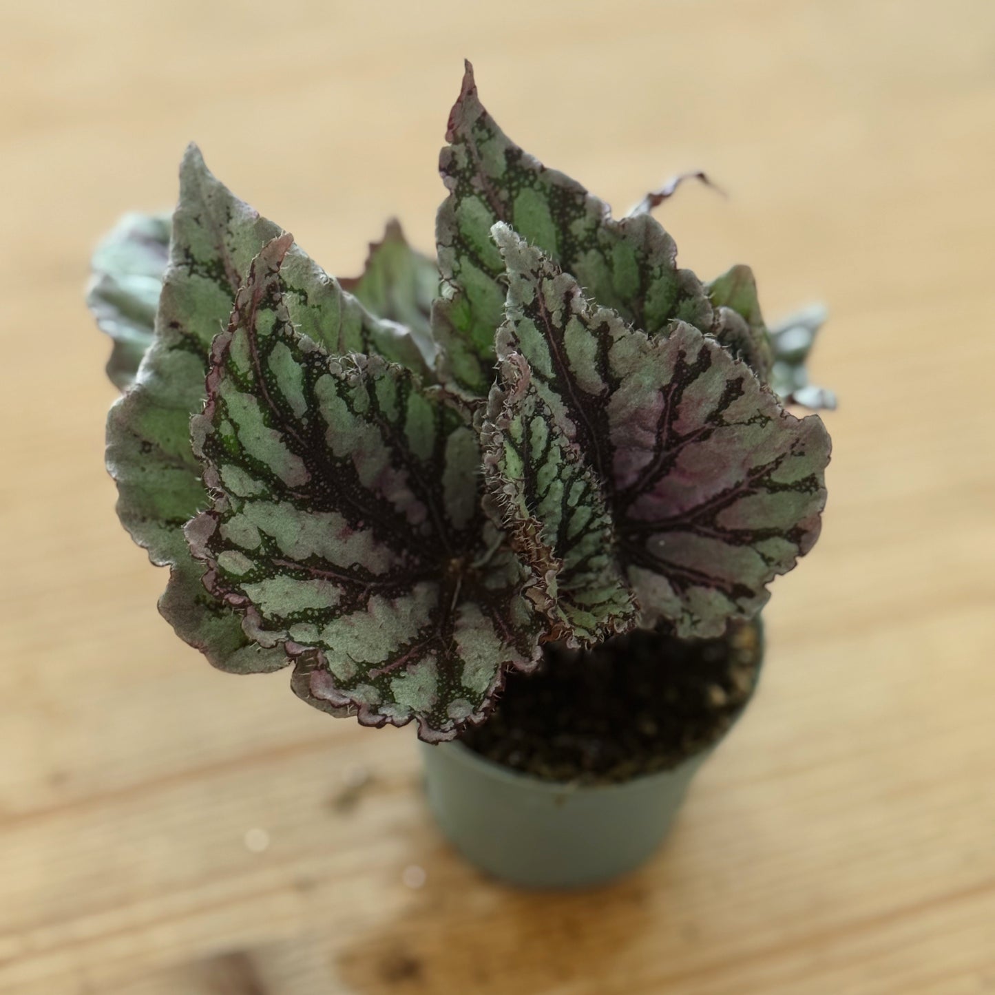 Begonia rex 'Dew Drop' |  Blattbegonie 'Dew Drop' | Königsbegonie
