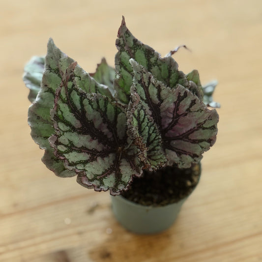 Begonia rex 'Dew Drop' |  Blattbegonie 'Dew Drop' | Königsbegonie