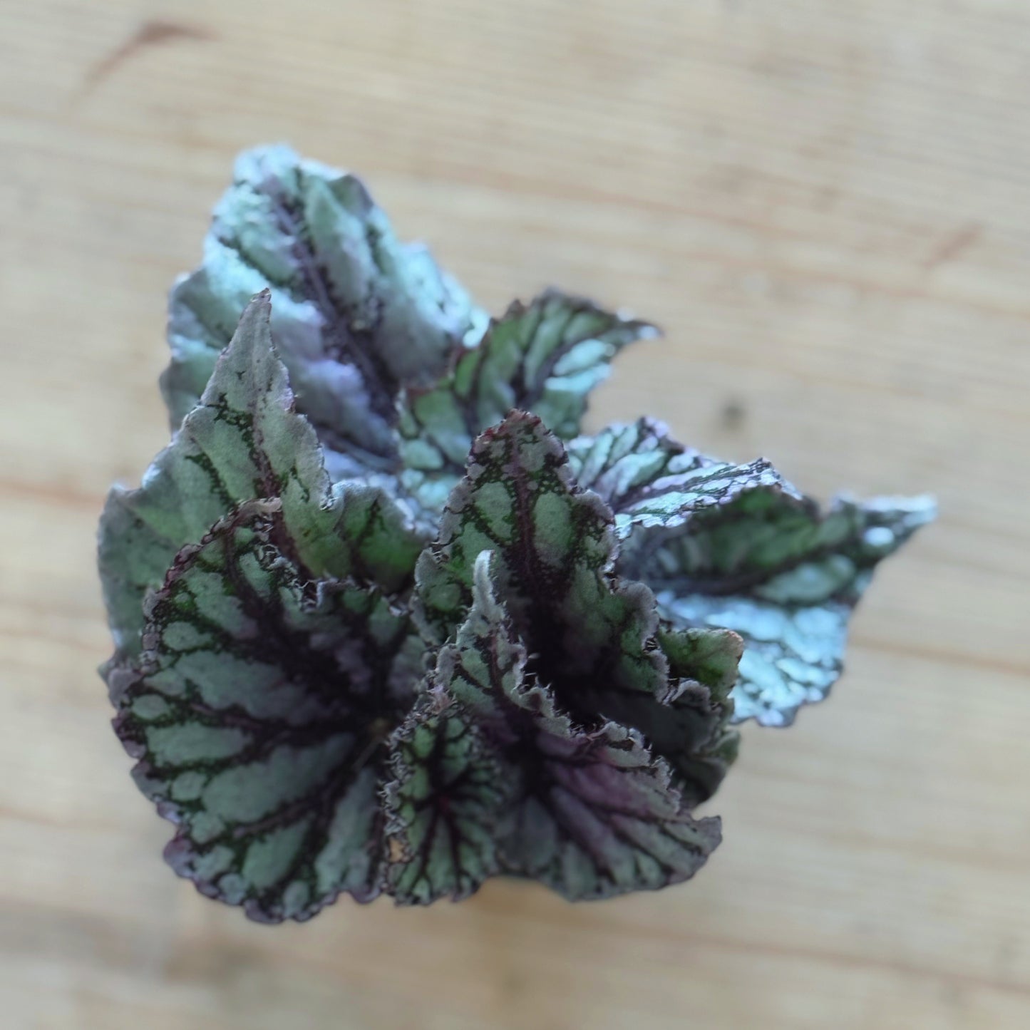 Begonia rex 'Dew Drop' |  Blattbegonie 'Dew Drop' | Königsbegonie