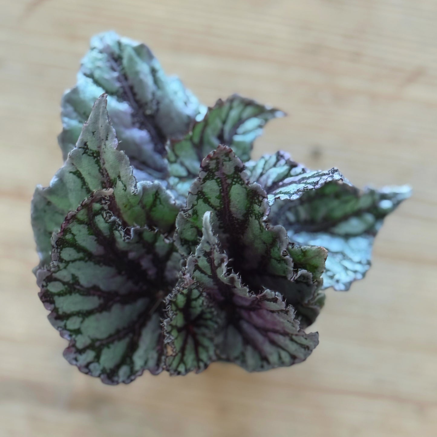 Begonia rex 'Dew Drop' |  Blattbegonie 'Dew Drop' | Königsbegonie