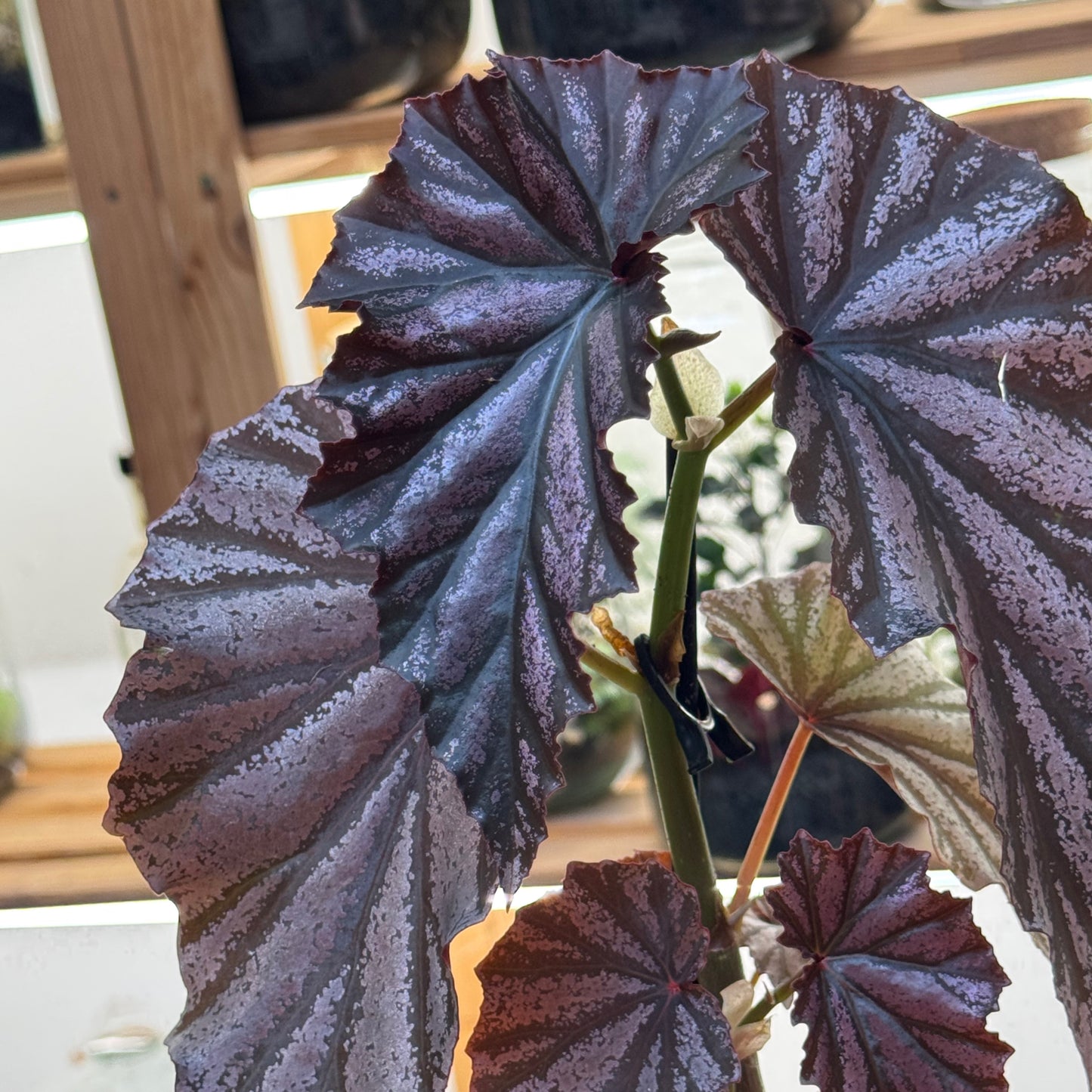 Begonia 'Looking Glass'
