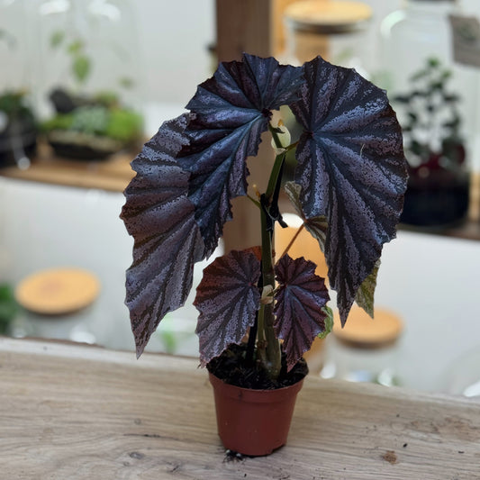 Begonia 'Looking Glass'