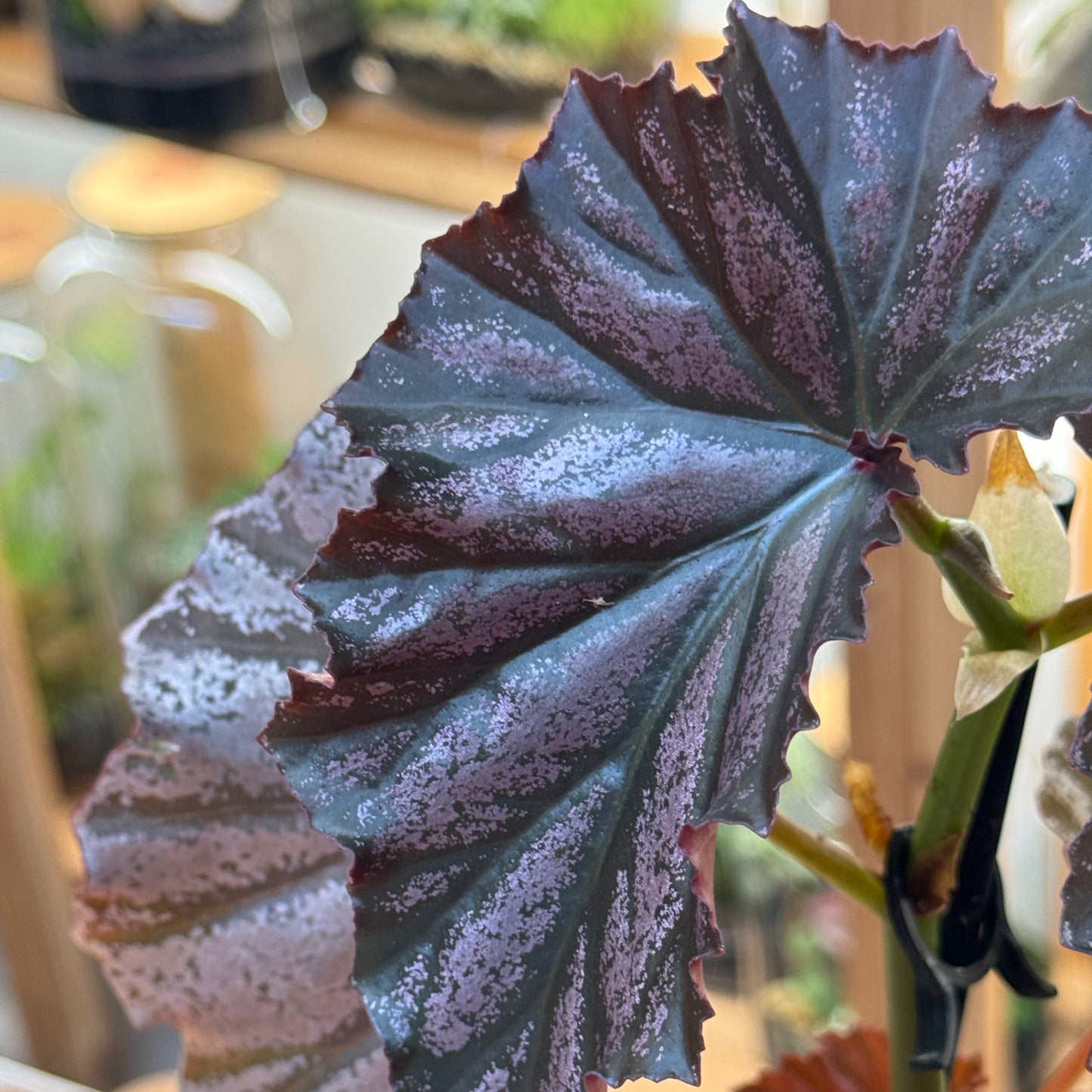 Begonia 'Looking Glass'