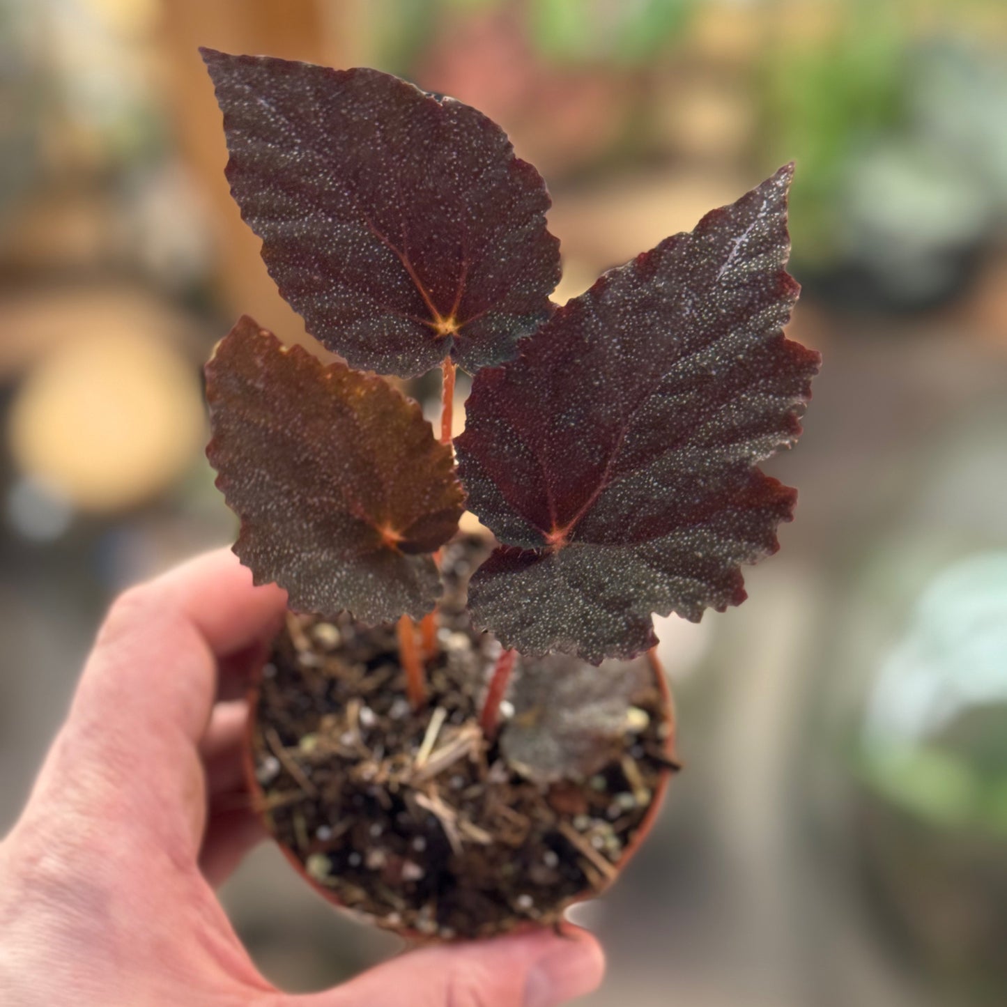 Begonia 'Taconite'