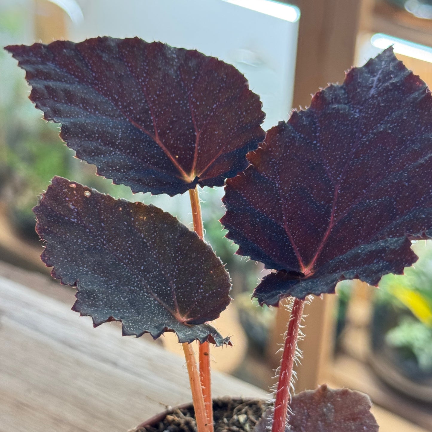 Begonia 'Taconite'