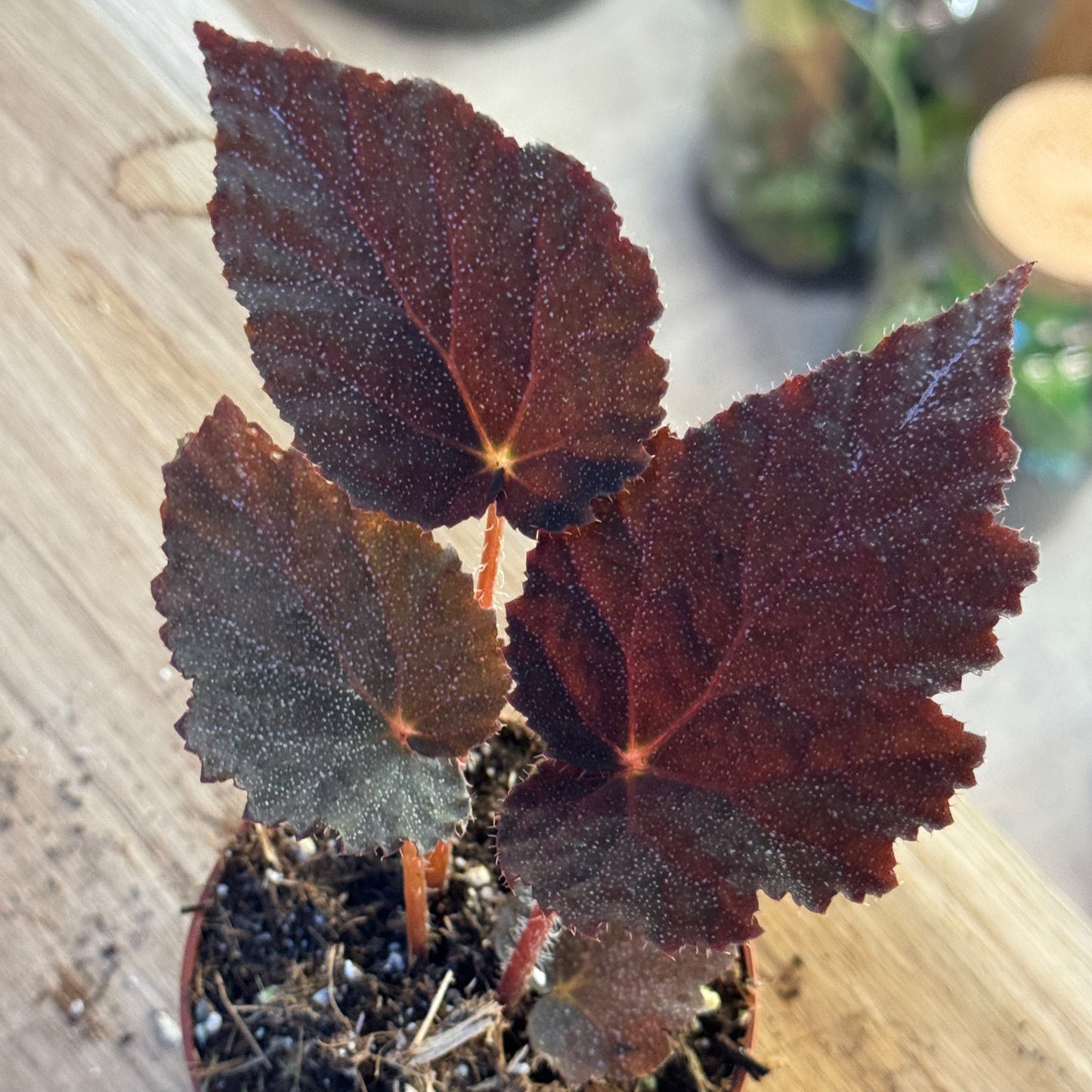 Begonia 'Taconite'