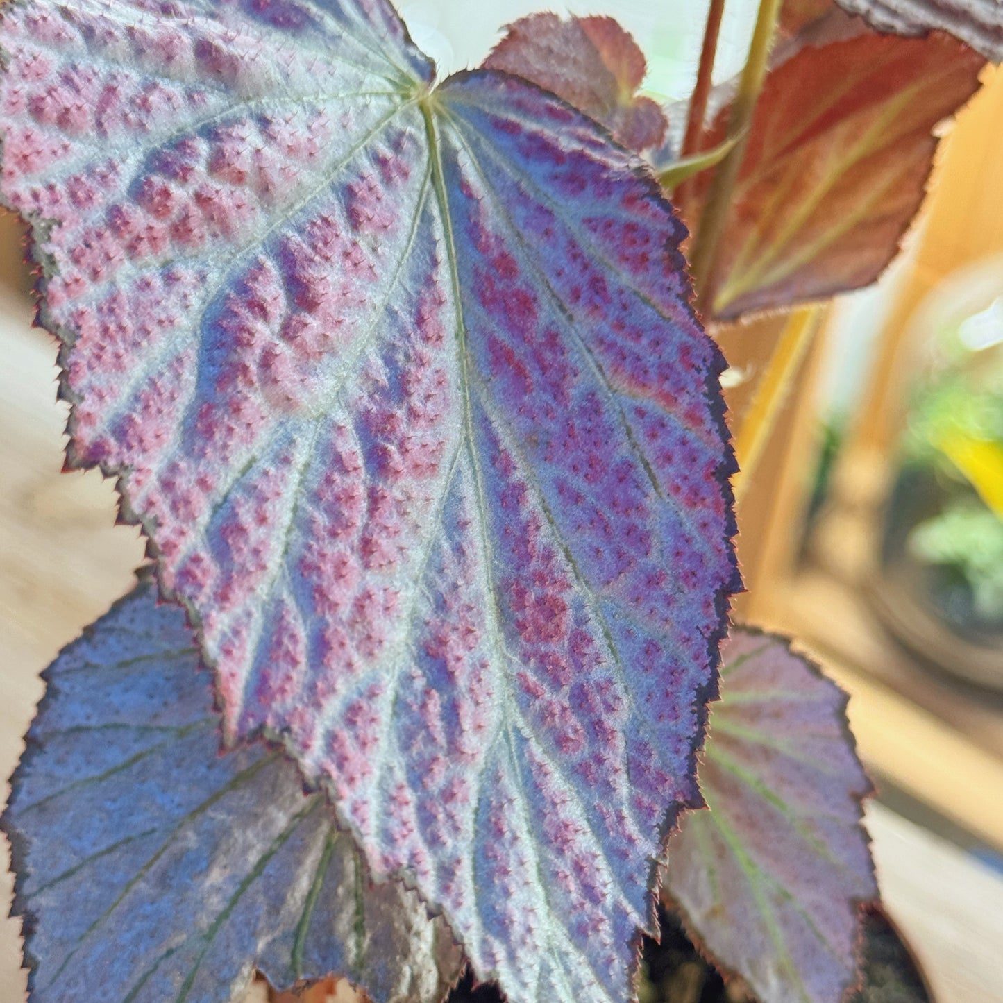 Begonia 'Two Face'