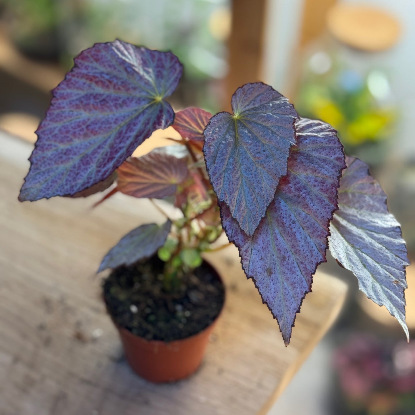 Begonia 'Two Face'