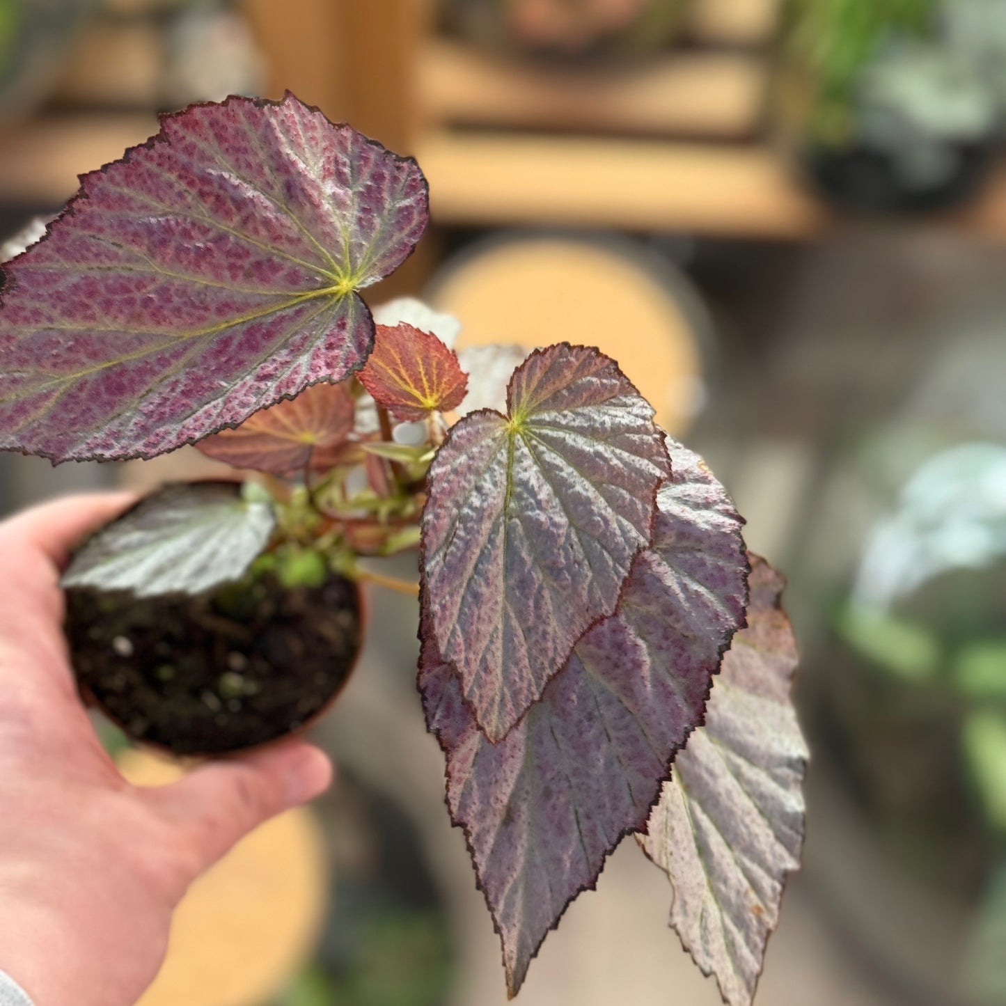 Begonia 'Two Face'