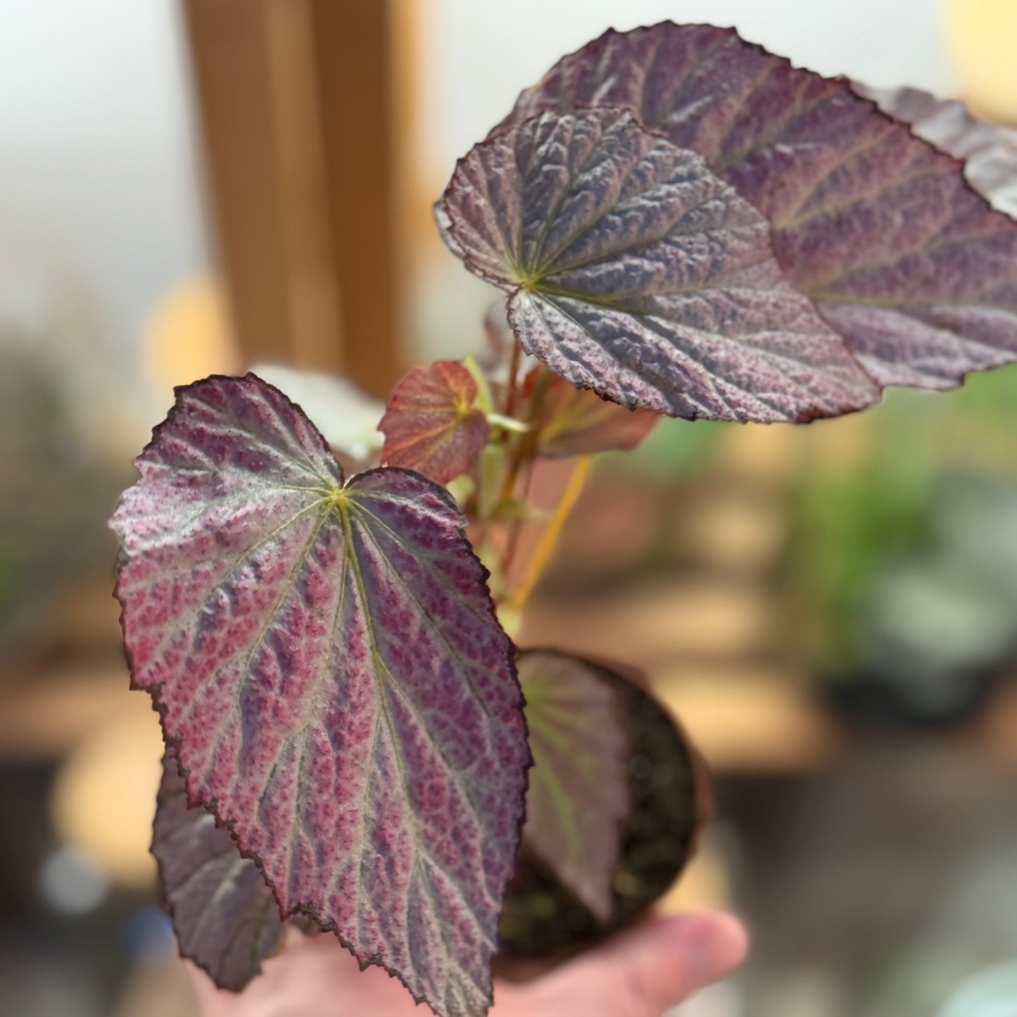 Begonia 'Two Face'