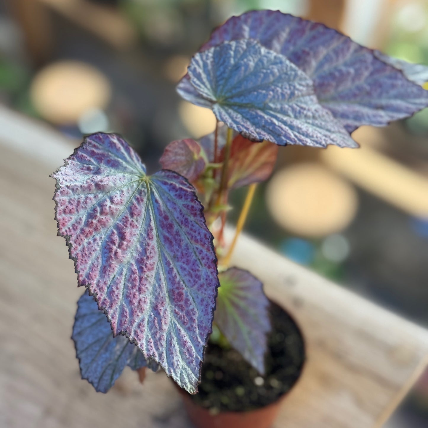 Begonia 'Two Face'