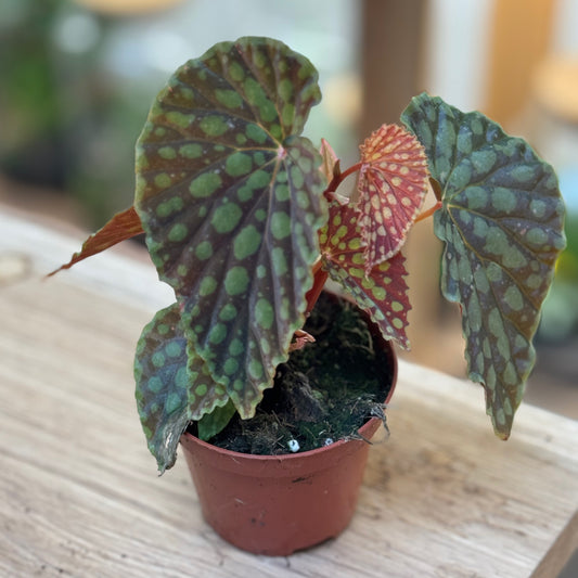 Begonia chlorosticta