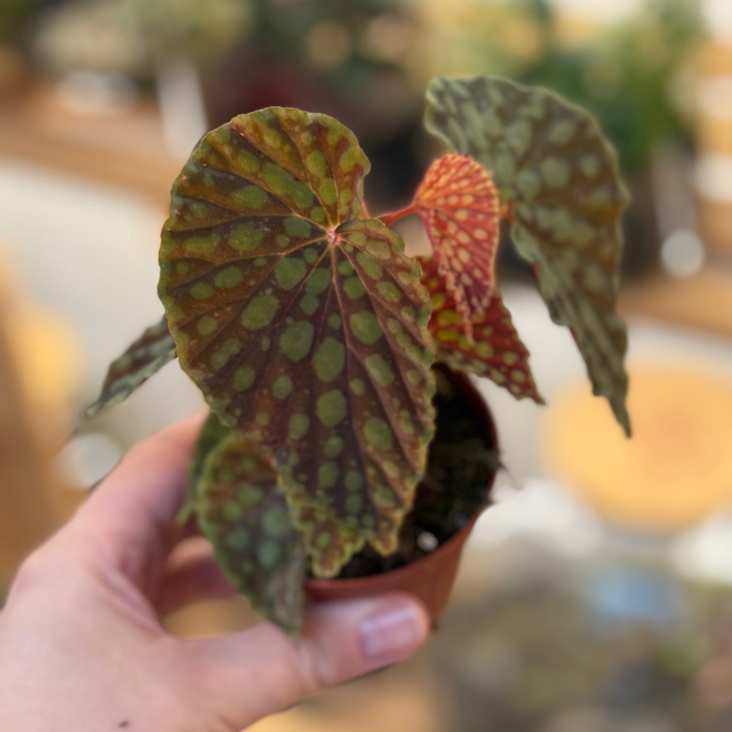 Begonia chlorosticta | Gefleckte Schmuckbegonie