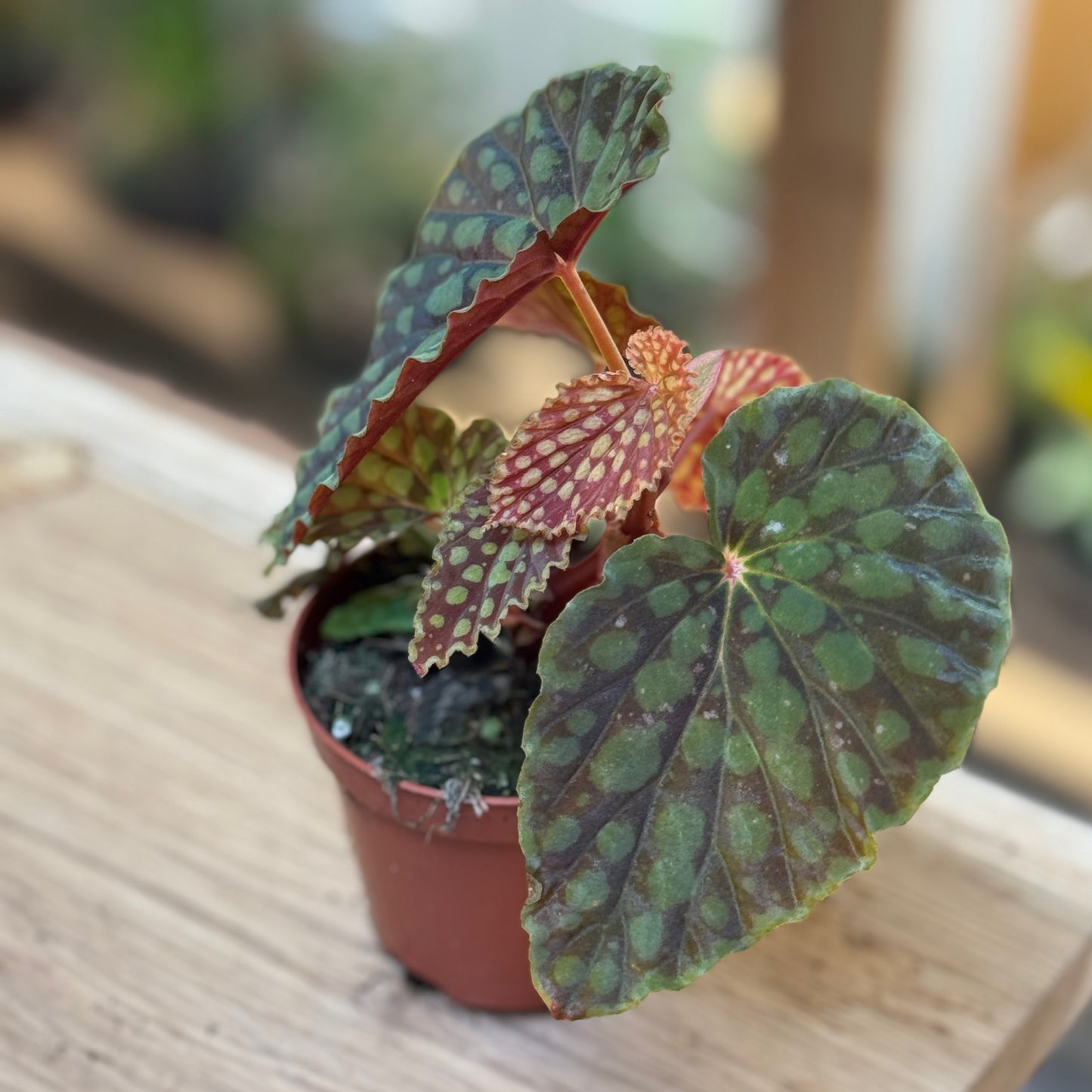 Begonia chlorosticta | Gefleckte Schmuckbegonie