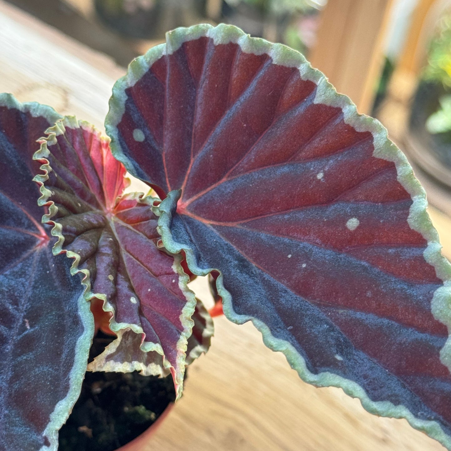 Begonia darthvaderiana 'Green Spots'