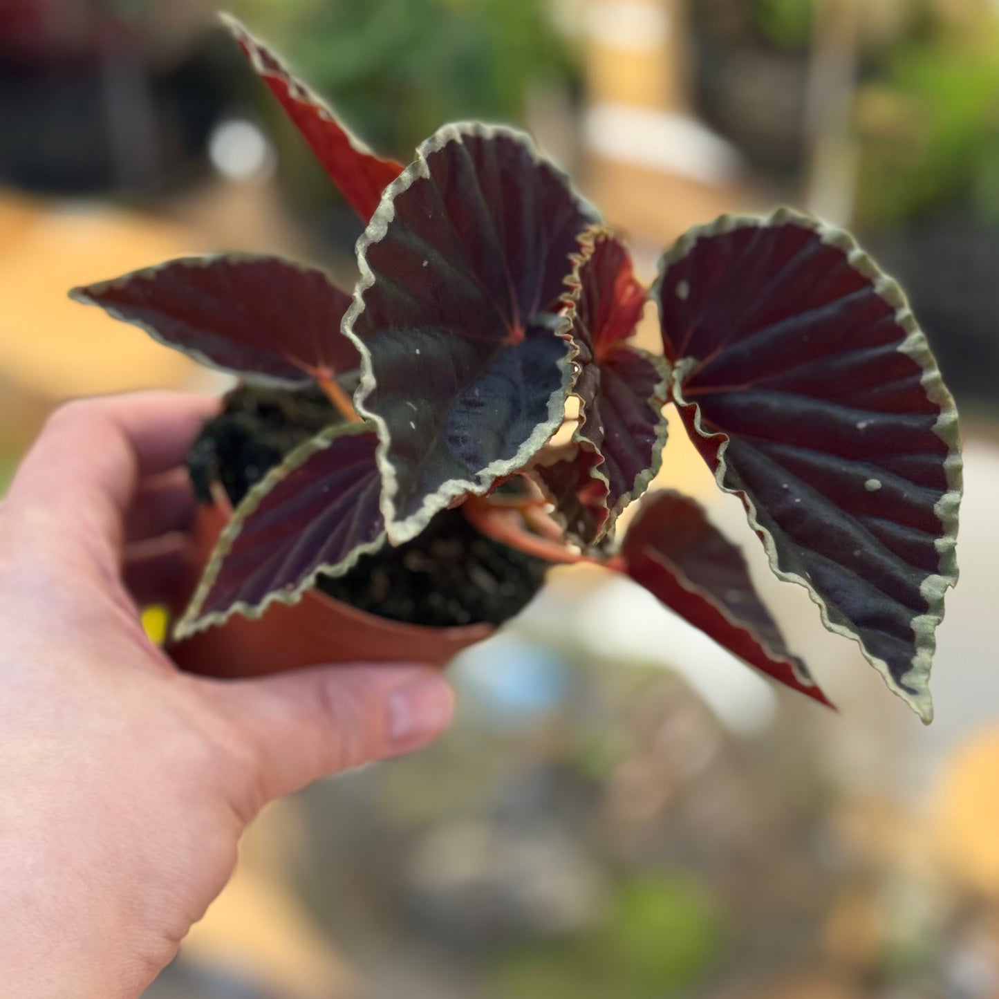 Begonia darthvaderiana 'Green Spots'