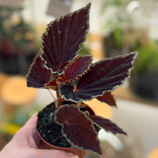 Begonia darthvaderiana 'Green Spots'