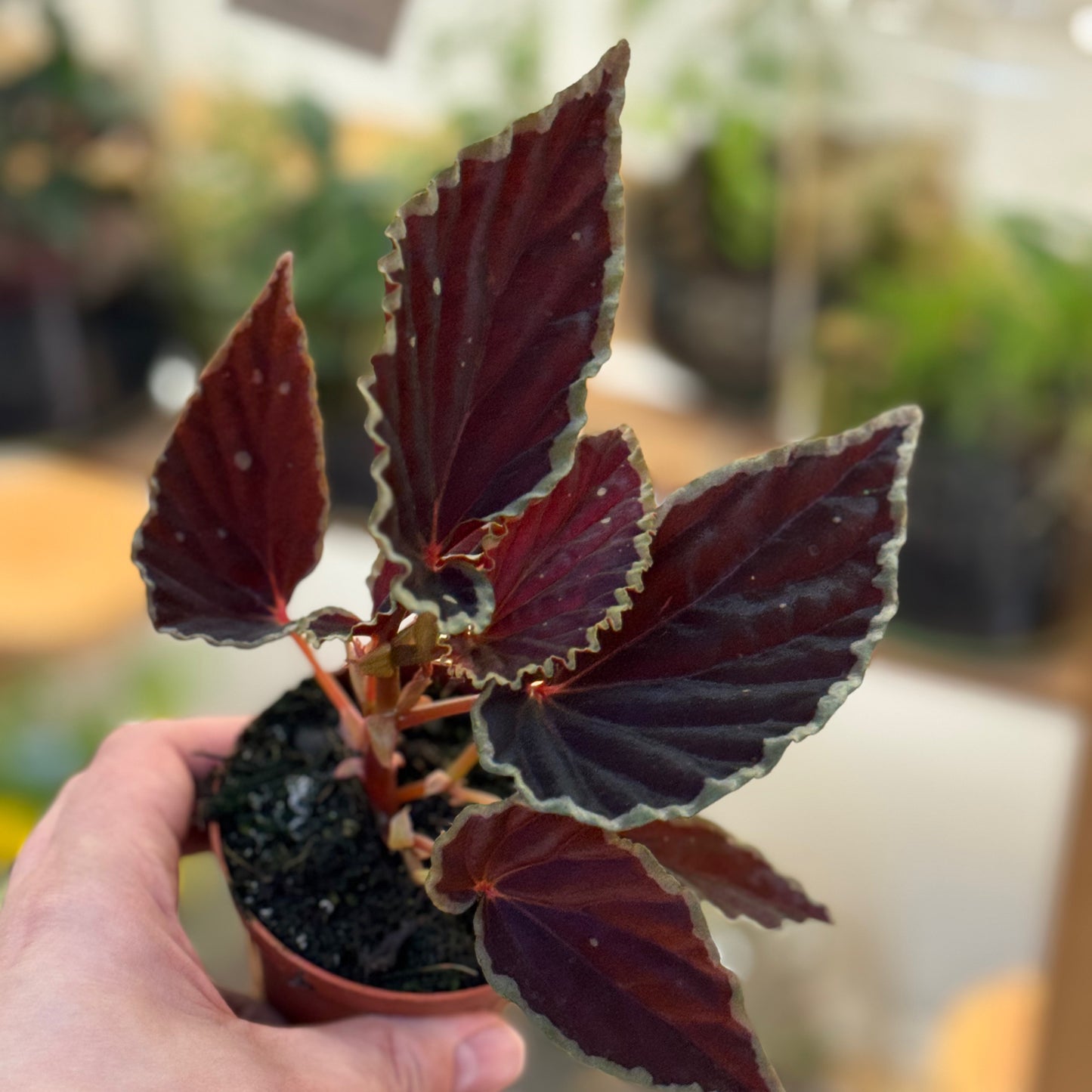 Begonia darthvaderiana 'Green Spots'