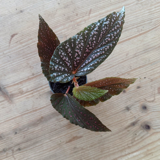 Begonia maculata