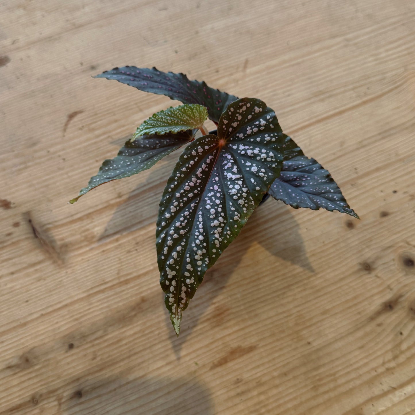 Begonia maculata