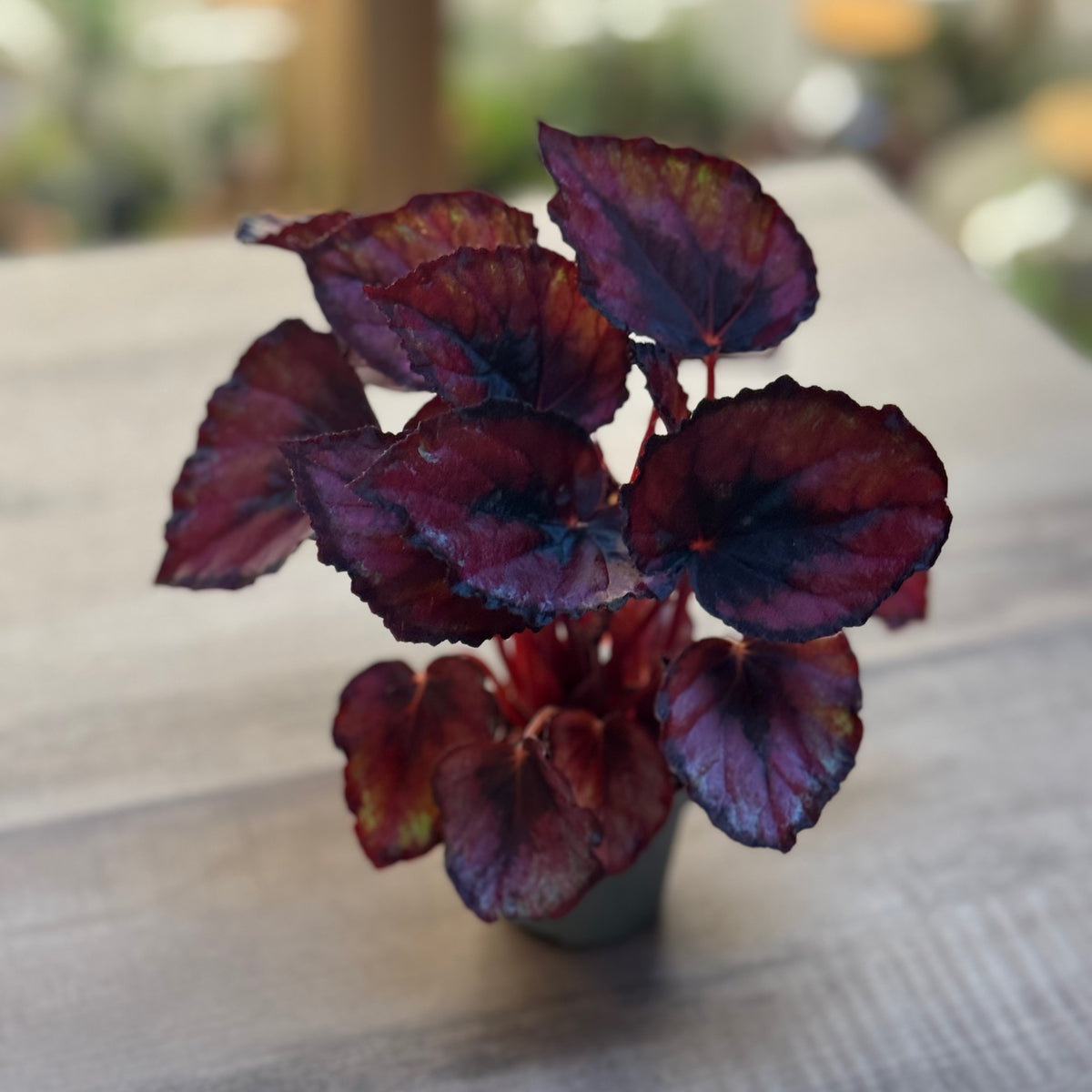 Begonia rex 'Magic Colours Red Kiss' | Königsbegonie