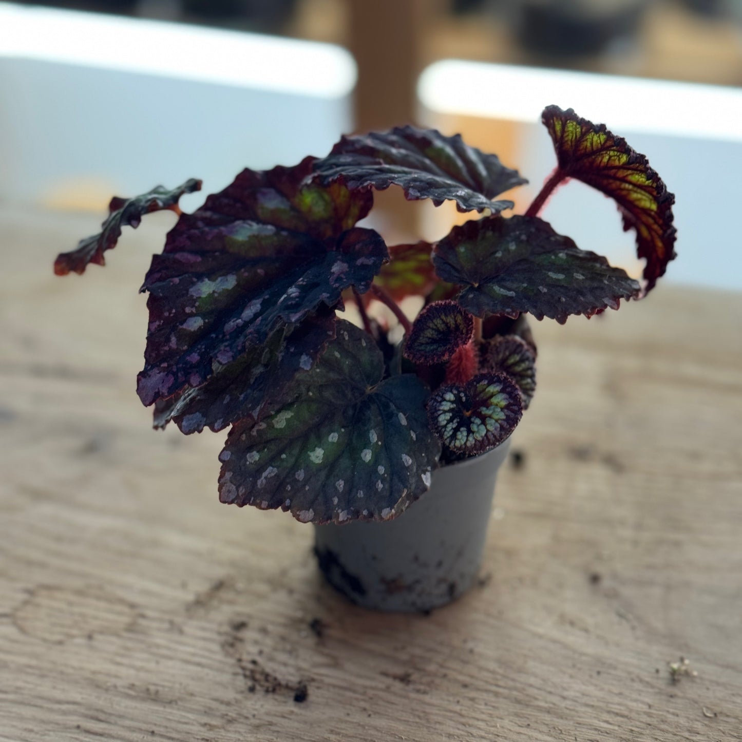 Begonia rex 'Spirit of Flores'|  Blattbegonie 'Spirit of Flores' | Königsbegonie