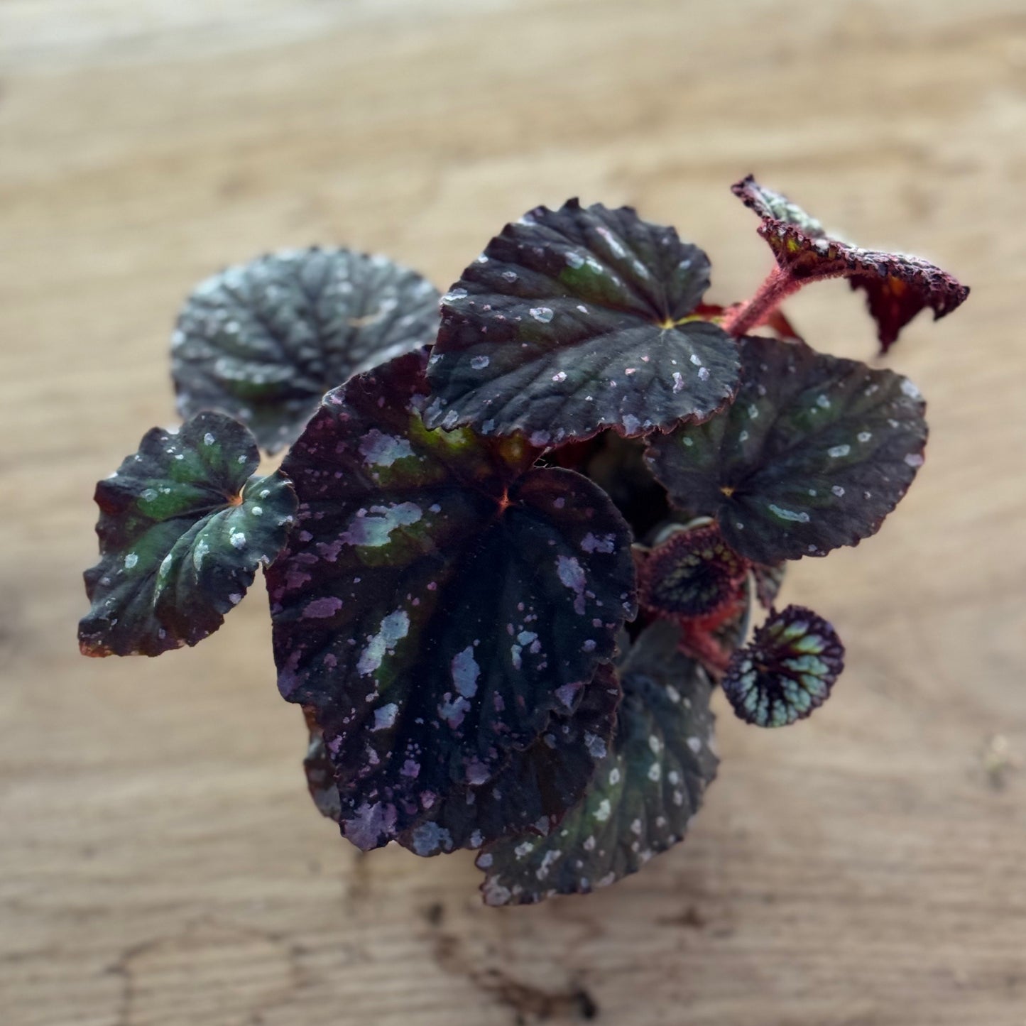 Begonia rex 'Spirit of Flores'|  Blattbegonie 'Spirit of Flores' | Königsbegonie
