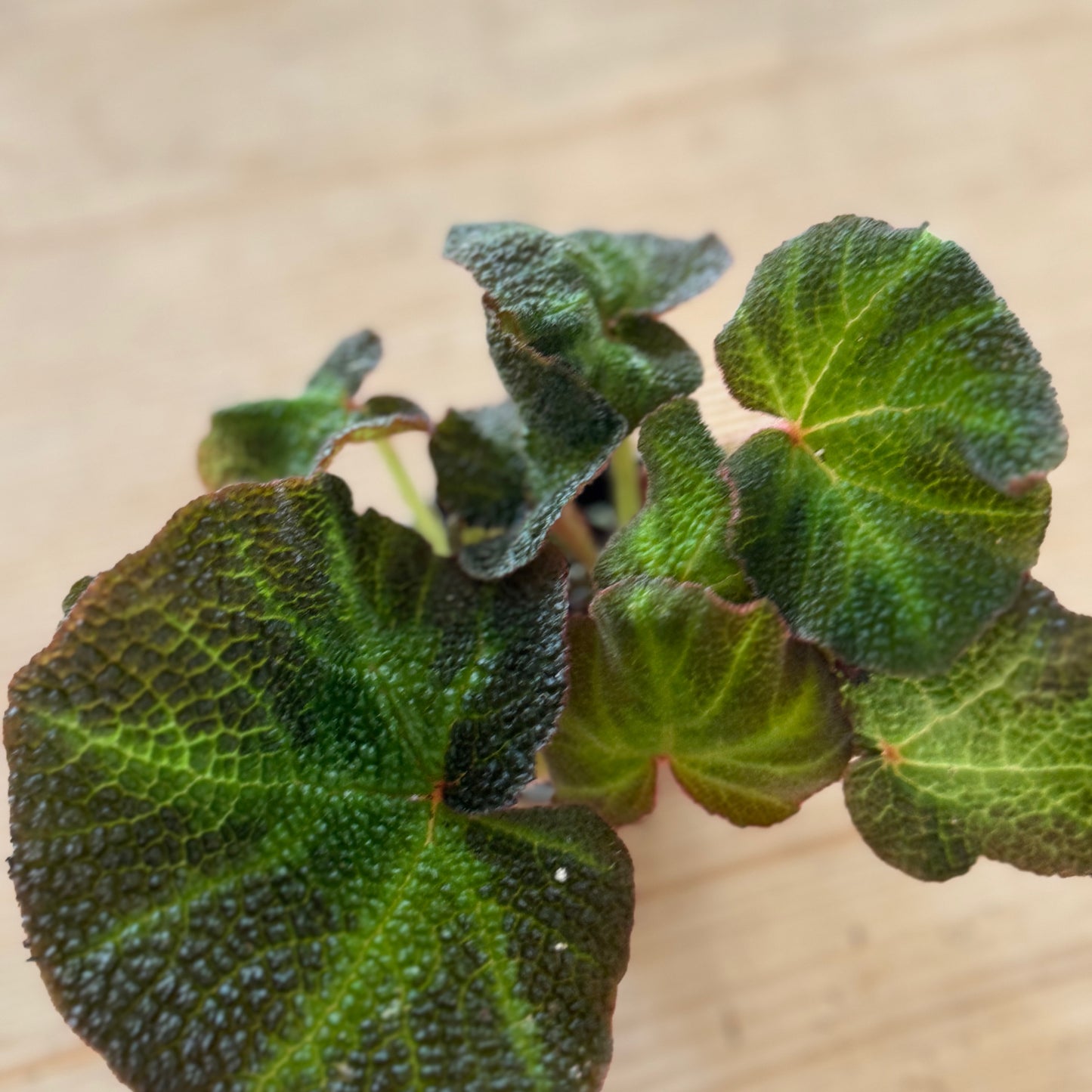 Begonia solimutata | Sonnenbegonie