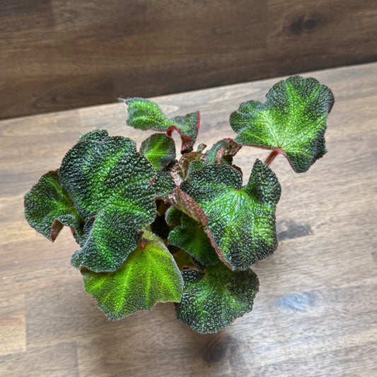 Begonia solimutata | Sonnenbegonie