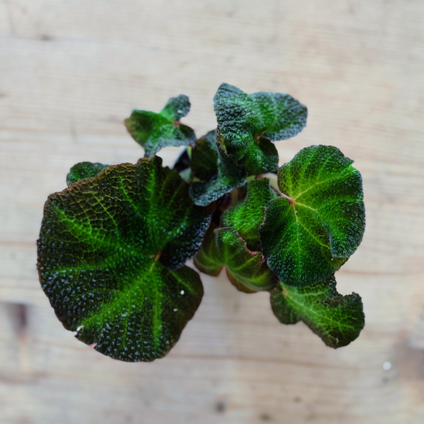 Begonia solimutata | Sonnenbegonie