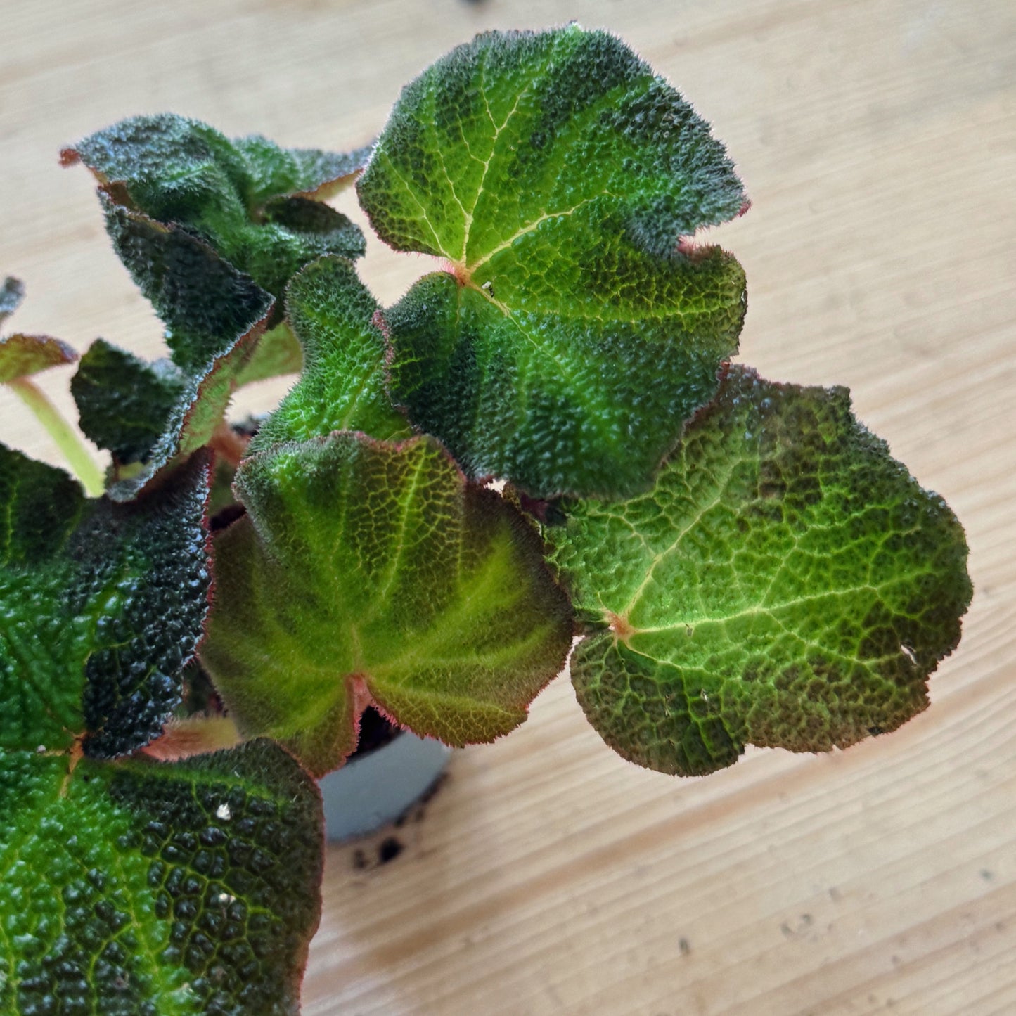 Begonia solimutata | Sonnenbegonie