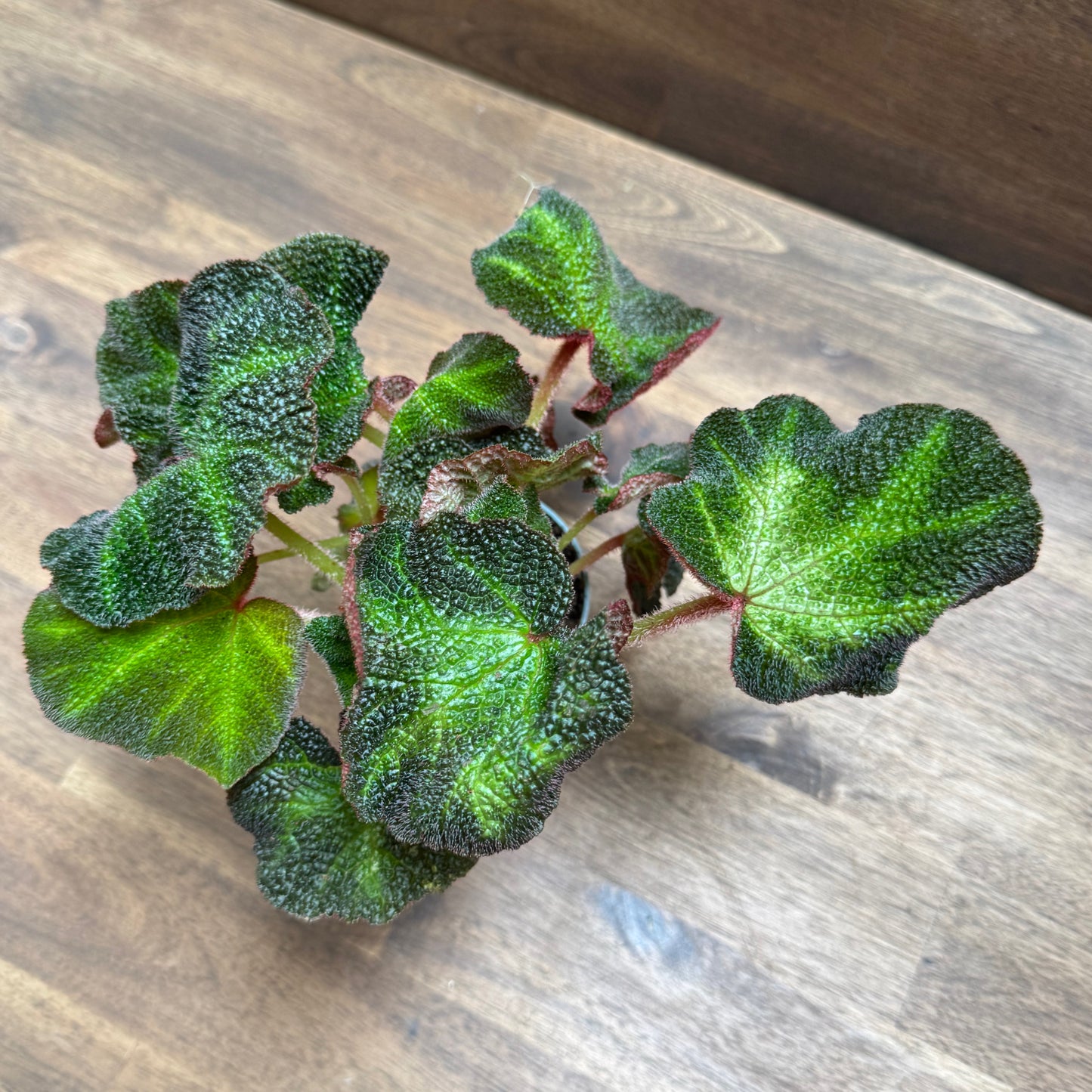 Begonia solimutata | Sonnenbegonie