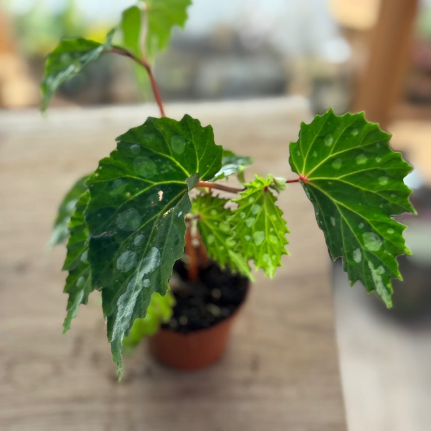 Begonia sp. ‚Mantuk‘