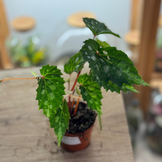 Begonia sp. ‚Mantuk‘