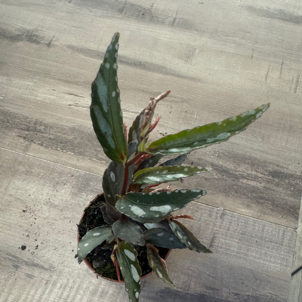 Begonia sp. julau Type 2