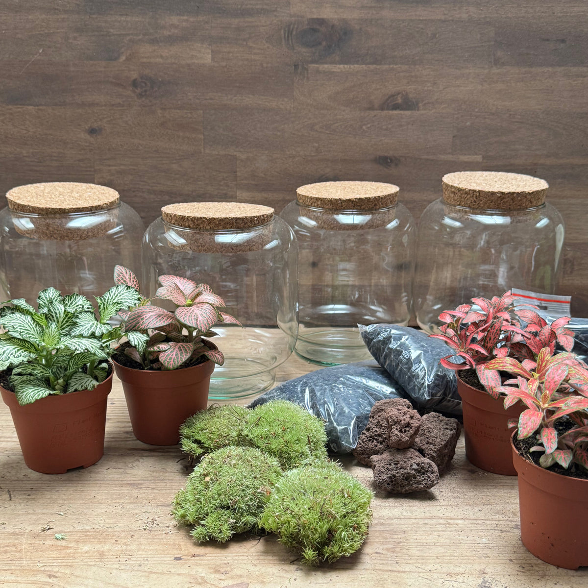 Flaschengarten DIY Set No125 Kleiner Fittoniagarten