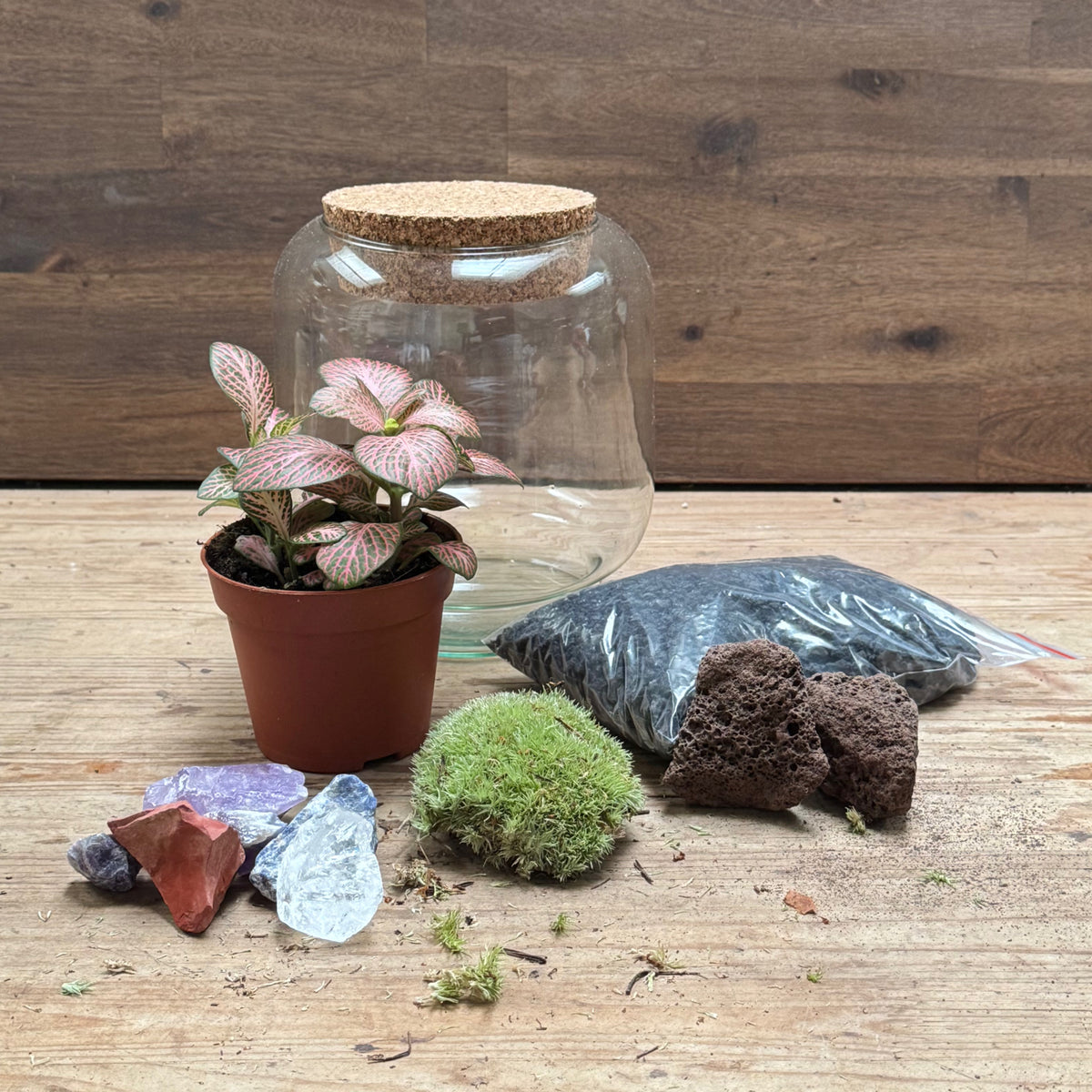 Flaschengarten DIY Set No125 Kleiner Fittoniagarten