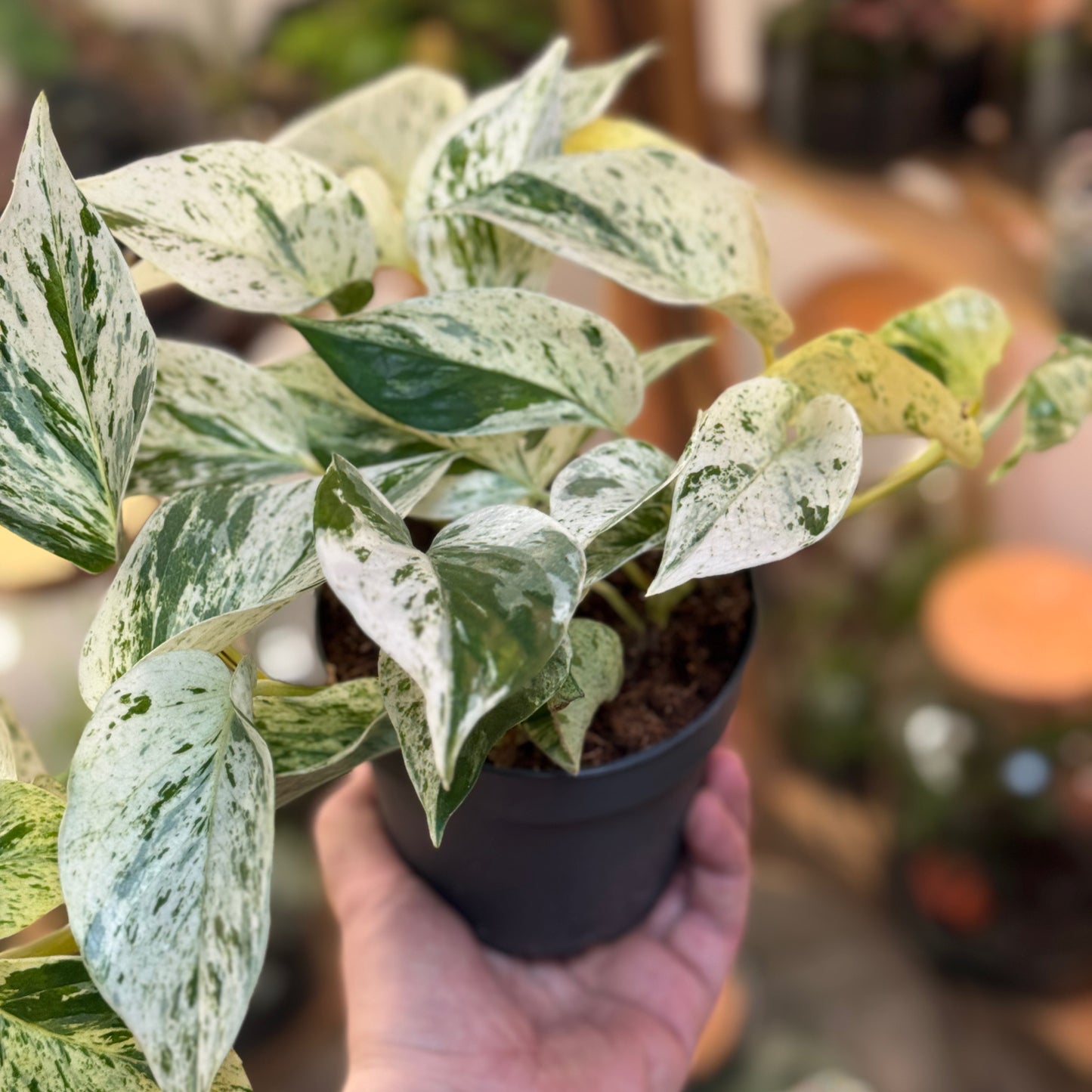 Epipremnum aureum 'Snow Leopard'