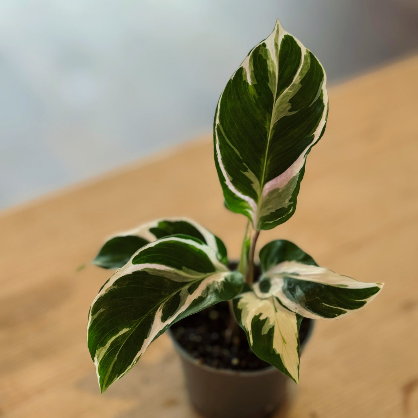 Goeppertia lietzei 'White Fusion' | Calathea 'White Miracle' | Korbmarante, Pfeilwurz