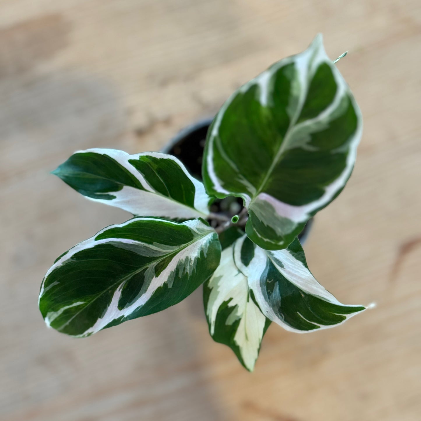 Calathea White Miracle