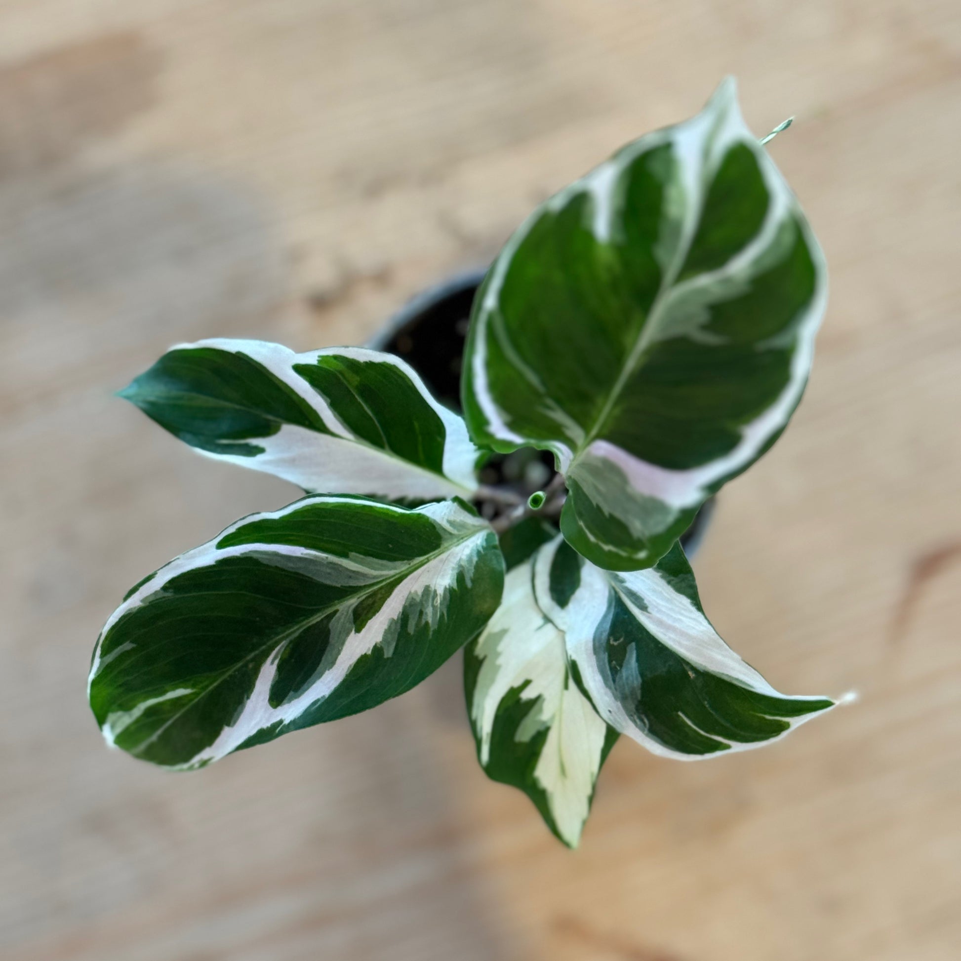 Calathea White Miracle