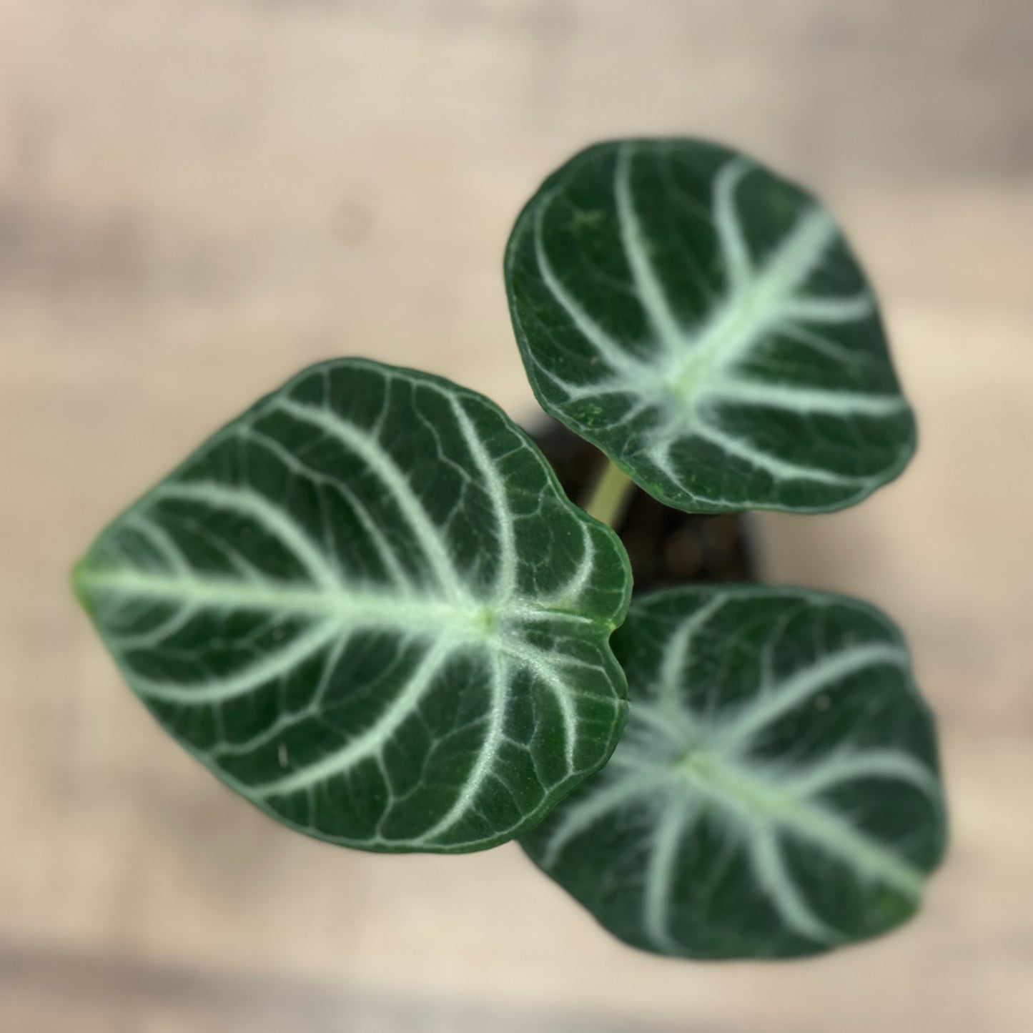 Alocasia reginula 'Ninja'| Alokasie | Pfeilblatt | Tropenwurz