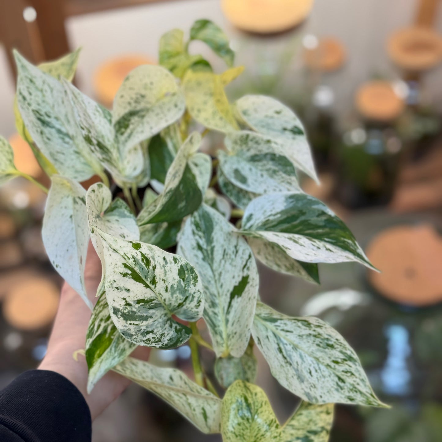 Epipremnum aureum 'Snow Leopard'
