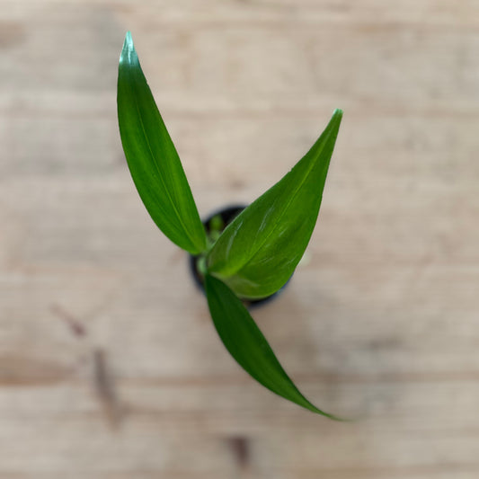 Epipremnum Amplissimum 'Silver Stripe' Steckling