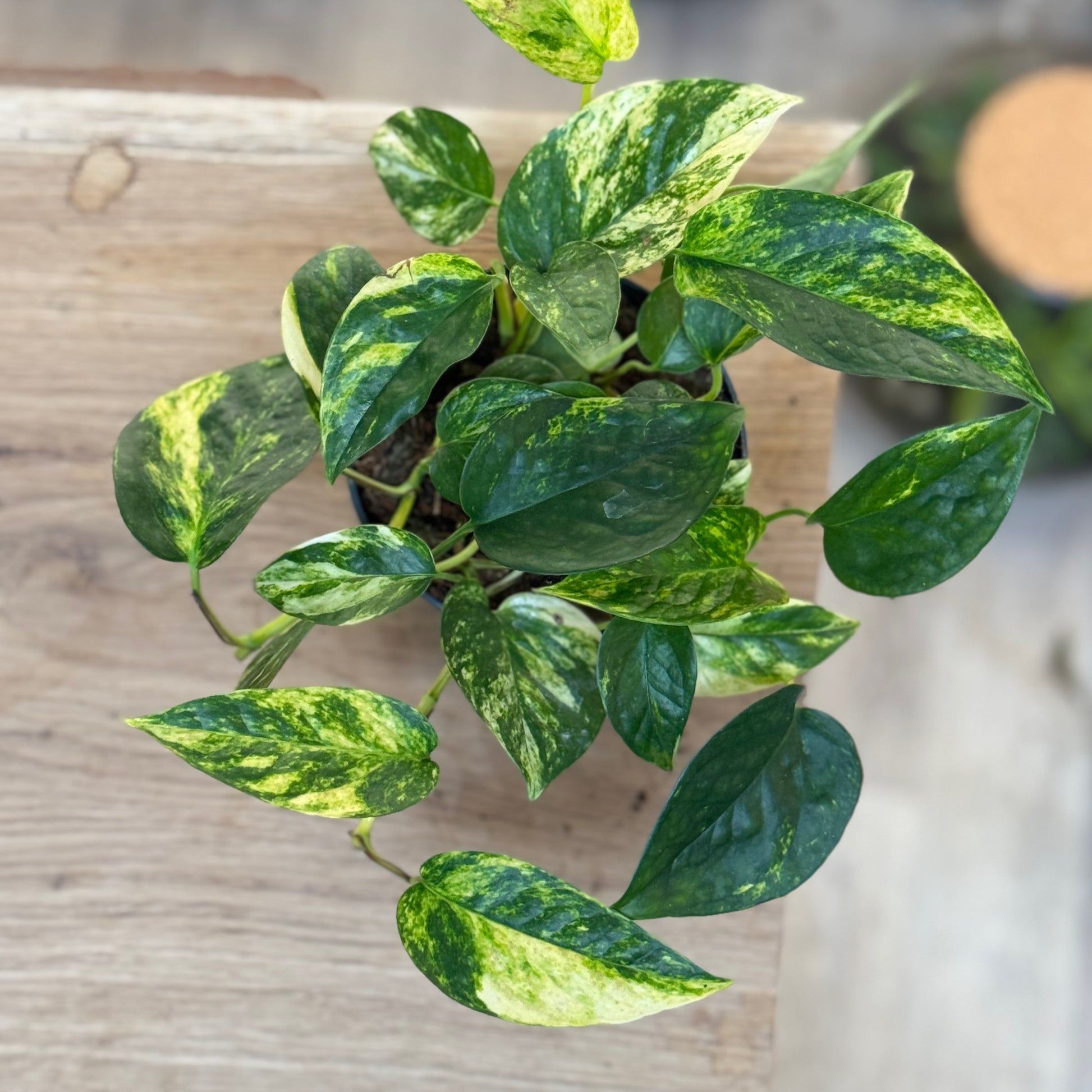 Epipremnum aureum 'Churchill Gold'