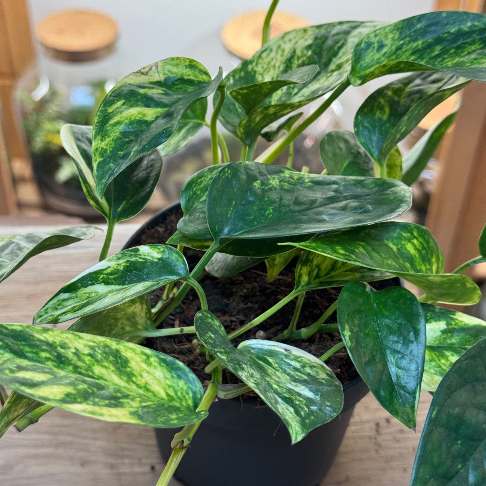 Epipremnum aureum 'Churchill Gold'
