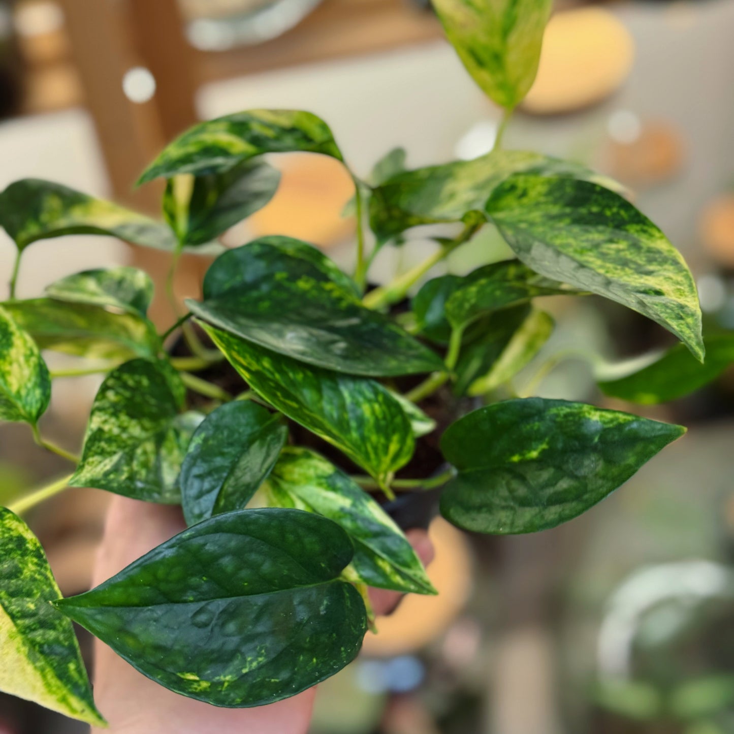 Epipremnum aureum 'Churchill Gold' | Goldene Efeutute