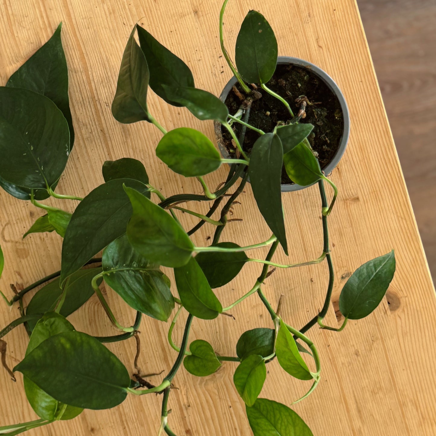 Epipremnum pinnatum 'Blue Form'