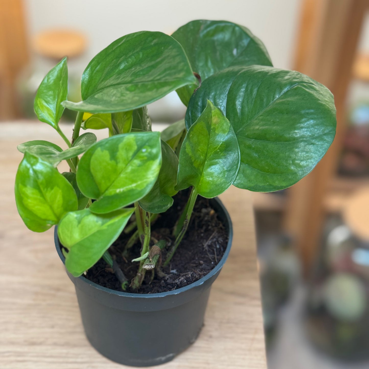 Epipremnum aureum 'Global Green'