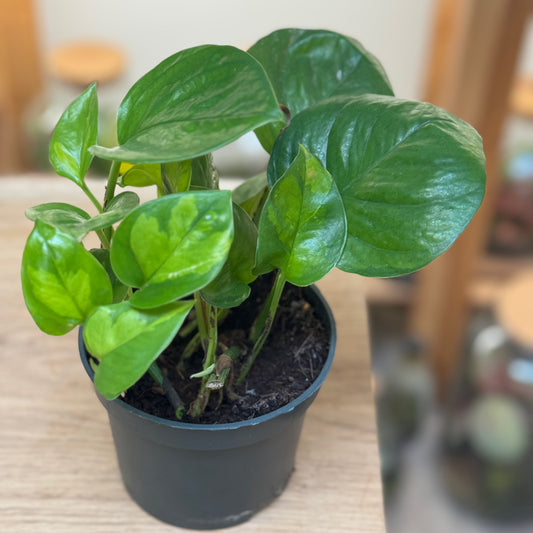 Epipremnum aureum 'Global Green'